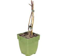 Figovník trpaslíči BIO Little Miss Figgy FloraSelf Floralie Gardening with kids 10-20 cm kvetináč Ø 13 cm