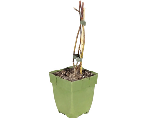 Figovník trpaslíči BIO Little Miss Figgy FloraSelf Floralie Gardening with kids 10-20 cm kvetináč Ø 13 cm