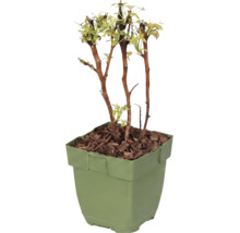 Malina bio 'Baby Dwarf' 10-20 cm FloraSelf Floralie 'záhradkárčenie s deťmi' kvetináč Ø 13 cm