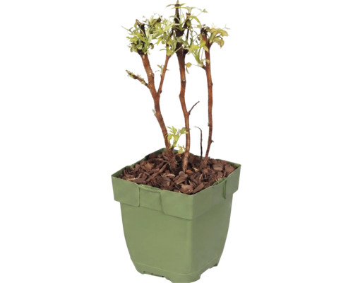 Malina bio 'Baby Dwarf' 10-20 cm FloraSelf Floralie 'záhradkárčenie s deťmi' kvetináč Ø 13 cm
