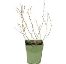 Čučoriedka bio 'Little Blue Wonder' 10-20 cm FloraSelf Floralie 'záhradkárčenie s deťmi' kvetináč Ø 13 cm