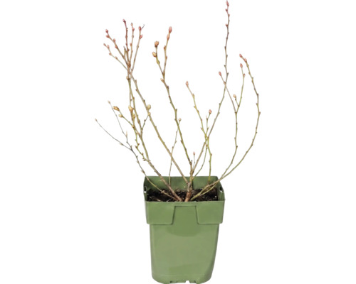 Čučoriedka bio 'Little Blue Wonder' 10-20 cm FloraSelf Floralie 'záhradkárčenie s deťmi' kvetináč Ø 13 cm