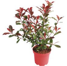 Červienka Photinia so zeleno-červenými listami v kvetináči.