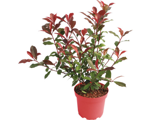 Červienka Photinia so zeleno-červenými listami v kvetináči.