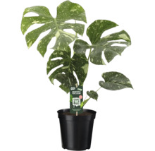 Monstera Thai Constellation s panašovanými listami v čiernom kvetináči.