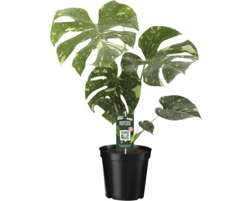 Monstera Thai Constellation s panašovanými listami v čiernom kvetináči.