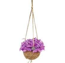 Tradescantia v závesnom kokosovom kvetináči Kokodama s jutovými lanami.