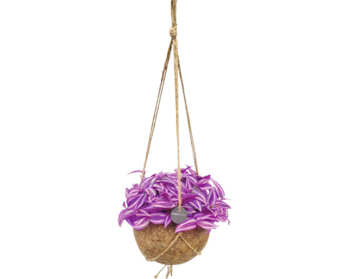 Tradescantia v závesnom kokosovom kvetináči Kokodama s jutovými lanami.