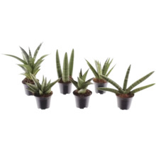 Sansevieria mix, rôzne odrody svokrinho jazyka v čiernych plastových kvetináčoch.