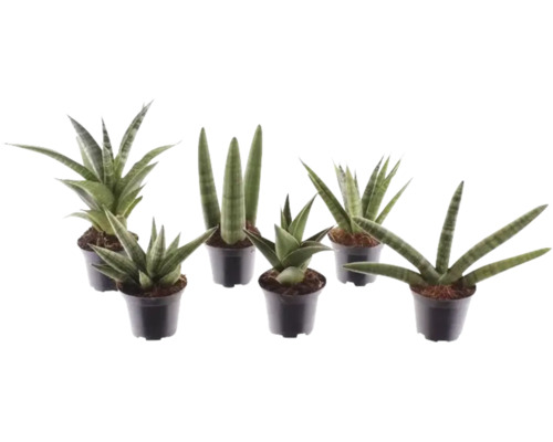 Sansevieria mix, rôzne odrody svokrinho jazyka v čiernych plastových kvetináčoch.