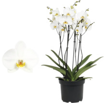 Orchidea Phalaenopsis s bielymi kvetmi a zelenými listami v čiernom plastovom kvetináči.