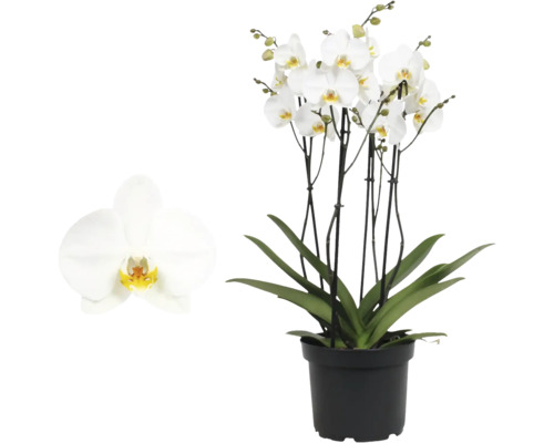Orchidea Phalaenopsis s bielymi kvetmi a zelenými listami v čiernom plastovom kvetináči.