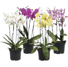Štyri orchidey Phalaenopsis v čiernych kvetináčoch s rôznofarebnými kvetmi a zelenými listami.