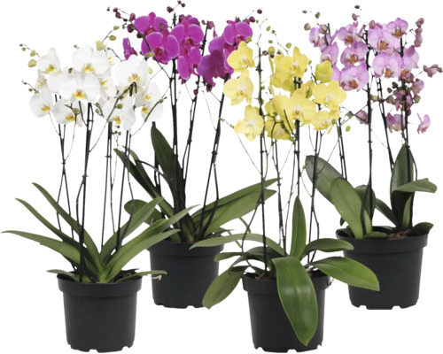 Štyri orchidey Phalaenopsis v čiernych kvetináčoch s rôznofarebnými kvetmi a zelenými listami.