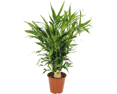 Zelená palma zlatoplodá v hnedom plastovom kvetináči s Foodieplant Logo.