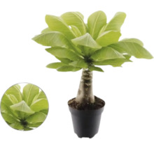 Havajská palma Brighamia insignis v kvetináči s hrubým kmeňom a širokými zelenými listami.