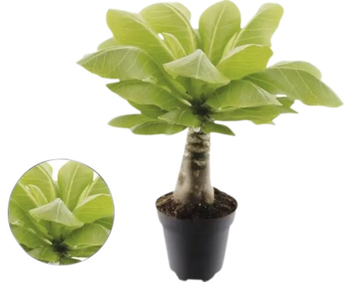 Havajská palma Brighamia insignis v kvetináči s hrubým kmeňom a širokými zelenými listami.
