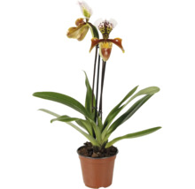 Orchidea Črievičkovec Paphiopedilum v kvetináči s dvoma kvetmi a listami.