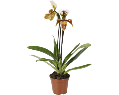 Orchidea Črievičkovec Paphiopedilum v kvetináči s dvoma kvetmi a listami.