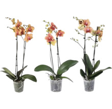 Tri orchidey Phalaenopsis s dvoma stonkami v priehľadných plastových kvetináčoch.