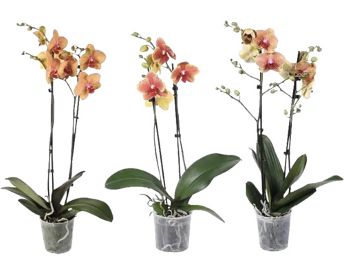 Tri orchidey Phalaenopsis s dvoma stonkami v priehľadných plastových kvetináčoch.