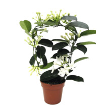 Stephanotis floribunda veniecovec v kvetináči s oporou a bielymi kvetmi.