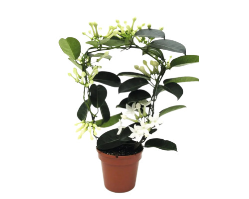 Stephanotis floribunda veniecovec v kvetináči s oporou a bielymi kvetmi.