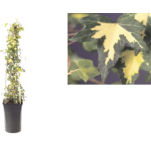 Pestrý brečtan, Hedera helix, na bambusovej opore v kvetináči s detailom dvojfarebných listov.