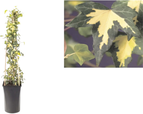 Pestrý brečtan, Hedera helix, na bambusovej opore v kvetináči s detailom dvojfarebných listov.