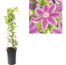 Plamienok Clematis v čiernom kvetináči s bambusovou oporou a detailný záber fialového kvetu.