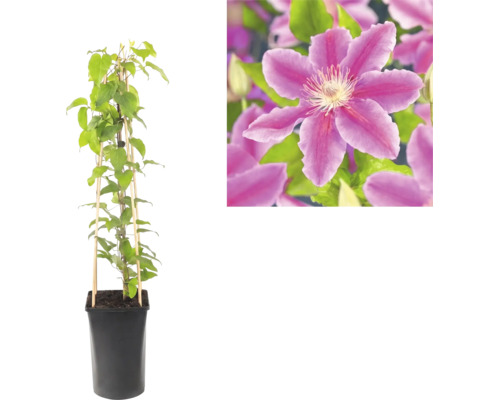 Plamienok Clematis v čiernom kvetináči s bambusovou oporou a detailný záber fialového kvetu.