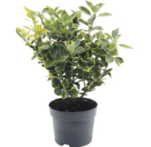 Bršlen japonský Euonymus japonicus v plastovom kvetináči so žltozelenými panašovanými listami.