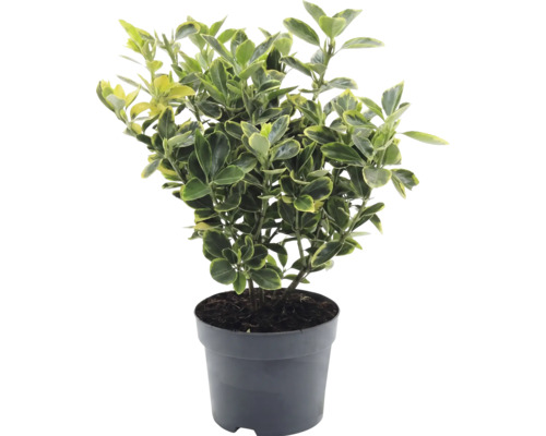 Bršlen japonský Euonymus japonicus v plastovom kvetináči so žltozelenými panašovanými listami.