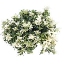 Bršlen japonský Euonymus japonicus s panašovanými listami.