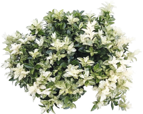 Bršlen japonský Euonymus japonicus s panašovanými listami.