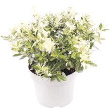 Pittosporum tenuifolium s bielo-zelenými panašovanými listami v bielom kvetináči.