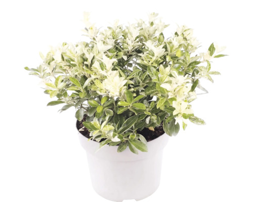 Pittosporum tenuifolium s bielo-zelenými panašovanými listami v bielom kvetináči.