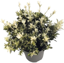 Bršlen japonský Euonymus japonicus v šedom kvetináči so zelenými listami a bielymi výhonkami.