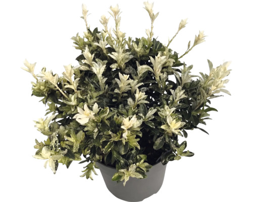 Bršlen japonský Euonymus japonicus v šedom kvetináči so zelenými listami a bielymi výhonkami.