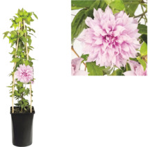 Clematis plamienok s plnokvetými ružovými kvetmi v čiernom kvetináči s drevenou oporou a detailom kvetu.