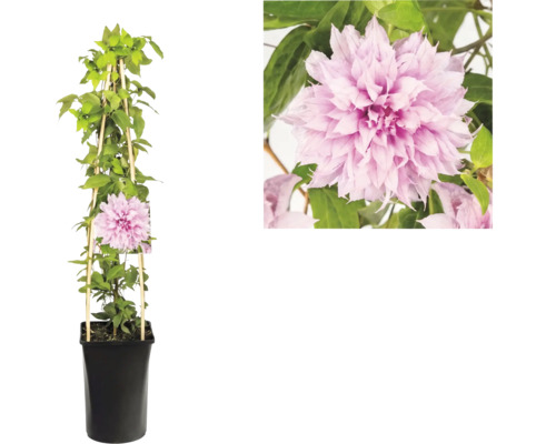 Clematis plamienok s plnokvetými ružovými kvetmi v čiernom kvetináči s drevenou oporou a detailom kvetu.