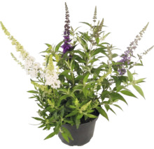 Budleja Davidova Buddleja davidii s kvetmi troch rôznych farieb v čiernom plastovom kvetináči.