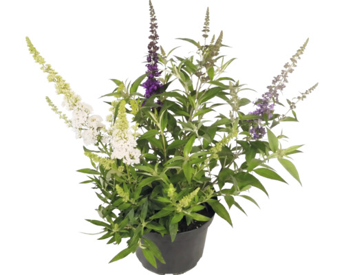 Budleja Davidova Buddleja davidii s kvetmi troch rôznych farieb v čiernom plastovom kvetináči.
