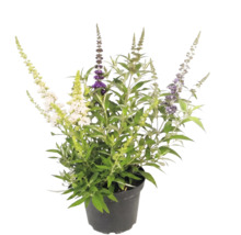 Budleja Davidova Buddleja davidii s rôznofarebnými kvetmi v čiernom kvetináči.