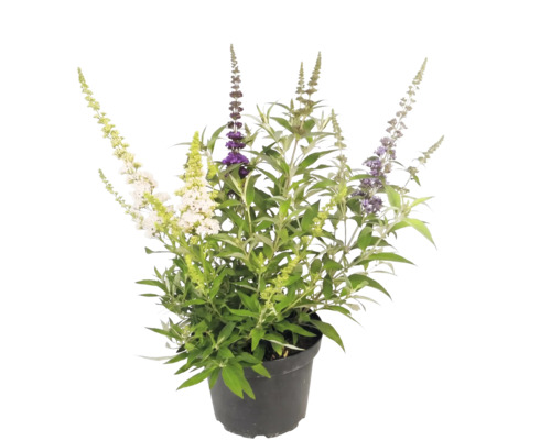 Budleja Davidova Buddleja davidii s rôznofarebnými kvetmi v čiernom kvetináči.