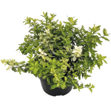 Bršlen Fortuneov Euonymus fortunei v čiernom kvetináči s panašovanými listami.