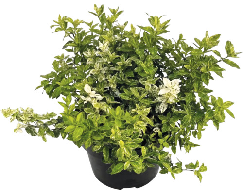 Bršlen Fortuneov Euonymus fortunei v čiernom kvetináči s panašovanými listami.