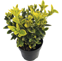 Bršlen Fortuneov Euonymus fortunei Emerald Gold so žlto-zelenými listami v čiernom kvetináči.