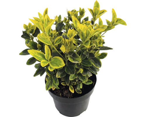Bršlen Fortuneov Euonymus fortunei Emerald Gold so žlto-zelenými listami v čiernom kvetináči.