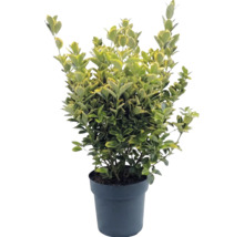 Bršlen Fortuneov Euonymus fortunei v kvetináči, vždyzelený, pestrolistý.